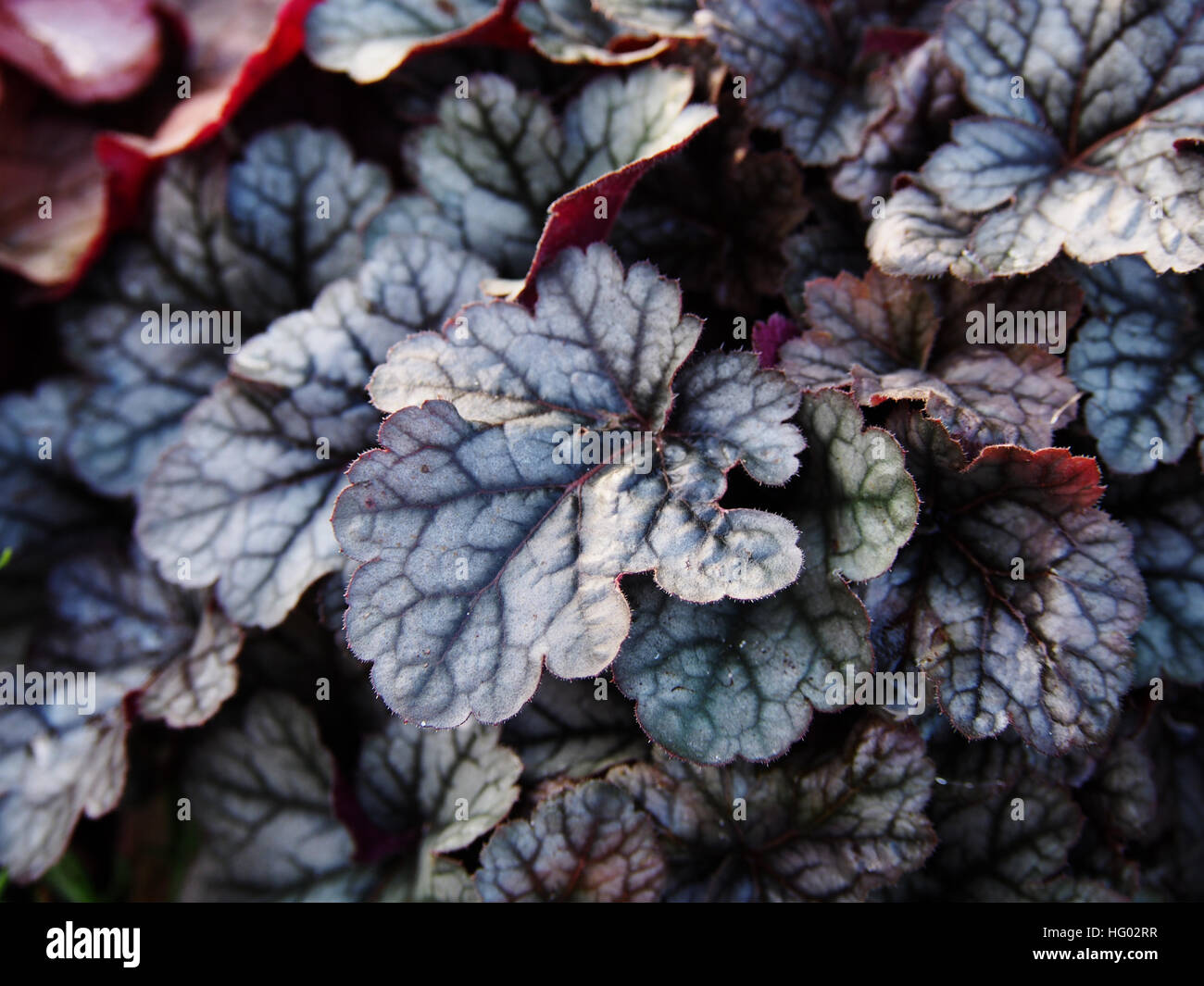 Heuchera 'argento rosso cinabro' - alumroot, campane di corallo Foto Stock