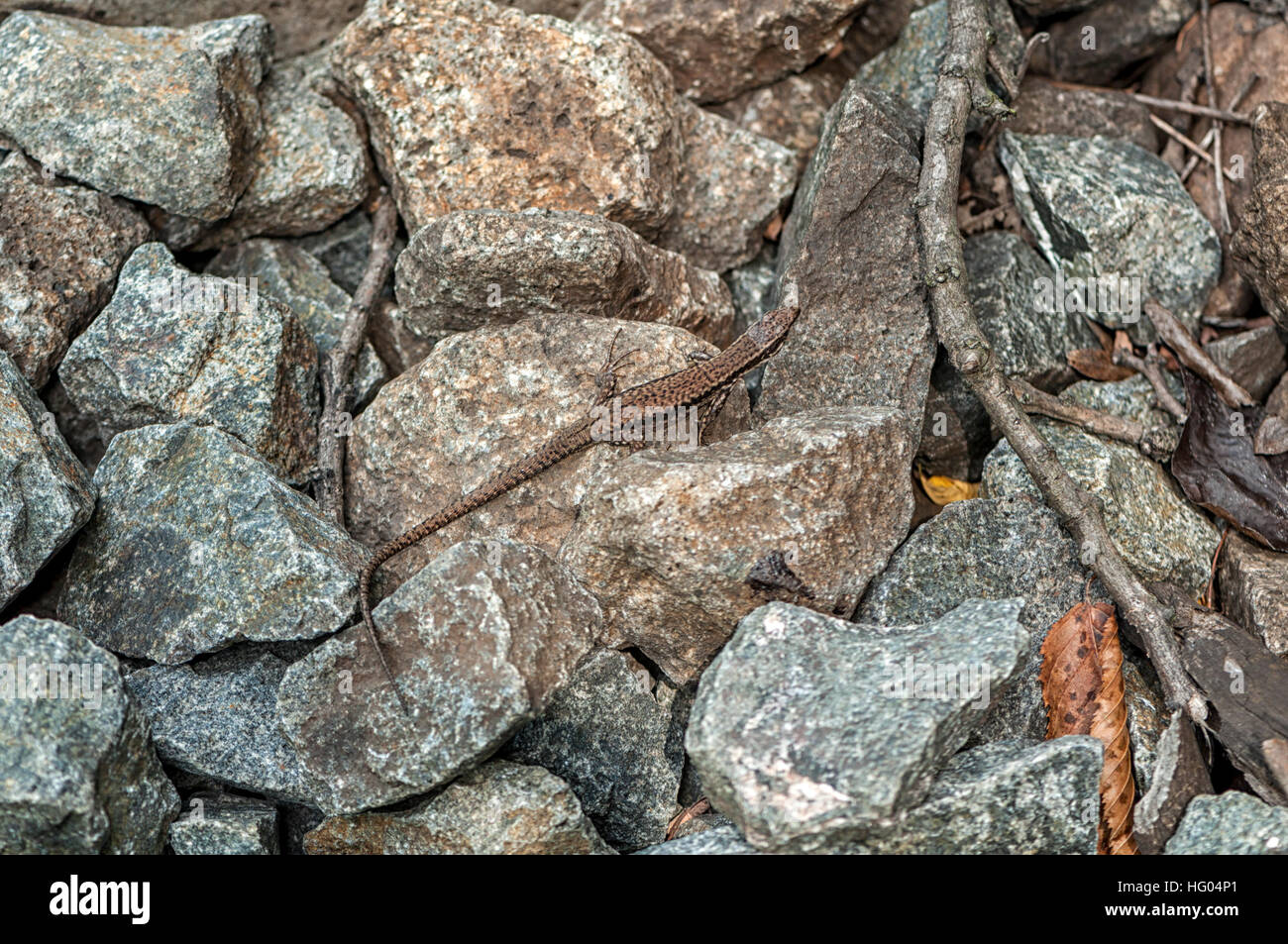 Close-up su una lucertola marrone vicino alla stazione del treno Foto Stock