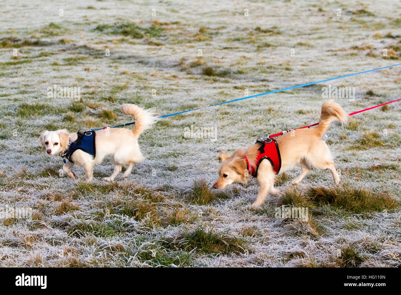 Wimbledon Londra,UK. Il 3° gennaio 2017. I cani sono presi per una passeggiata su Wimbledon Common coperto di brina pesante su una fredda mattina con temperature di congelamento Credito: amer ghazzal/Alamy Live News Foto Stock
