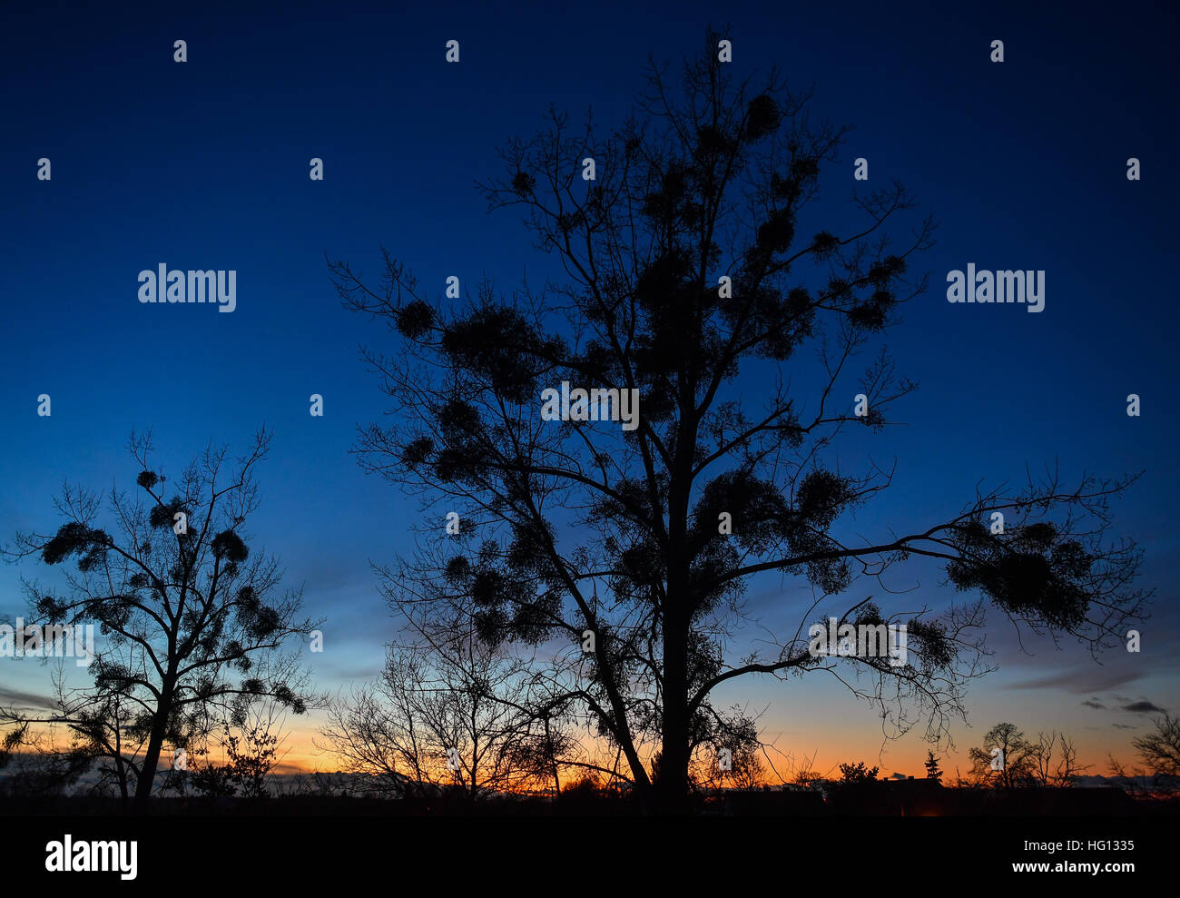 Bleyen, Germania. 02Jan, 2017. Una formazione sferica di vischio può essere visto in rami di alberi contro l'ultima luce del sole al tramonto sul bordo di un campo di Oderbruch vicino al villaggio di Bleyen, Germania, 02 gennaio 2017. Vischio (Viscum album) sono semi parassiti di piante che crescono sui rami di alberi. Precedentemente vischio era considerata come una pianta magica, mentre ora è usato solo come un portafortuna. Foto: Patrick Pleul/dpa-Zentralbild/ZB/dpa/Alamy Live News Foto Stock
