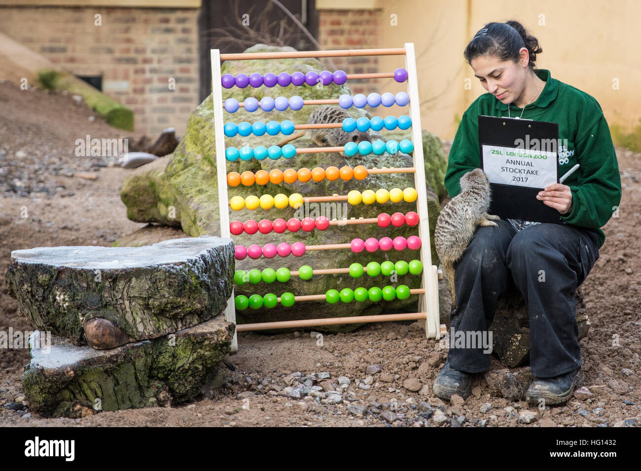 Londra, Regno Unito. 3 gennaio, 2017. Il detentore di Veronica Heldt alimenta meerkats durante il 2017 constatazione annuale allo Zoo di Londra. Credito: Mark Kerrison/Alamy Live News Foto Stock