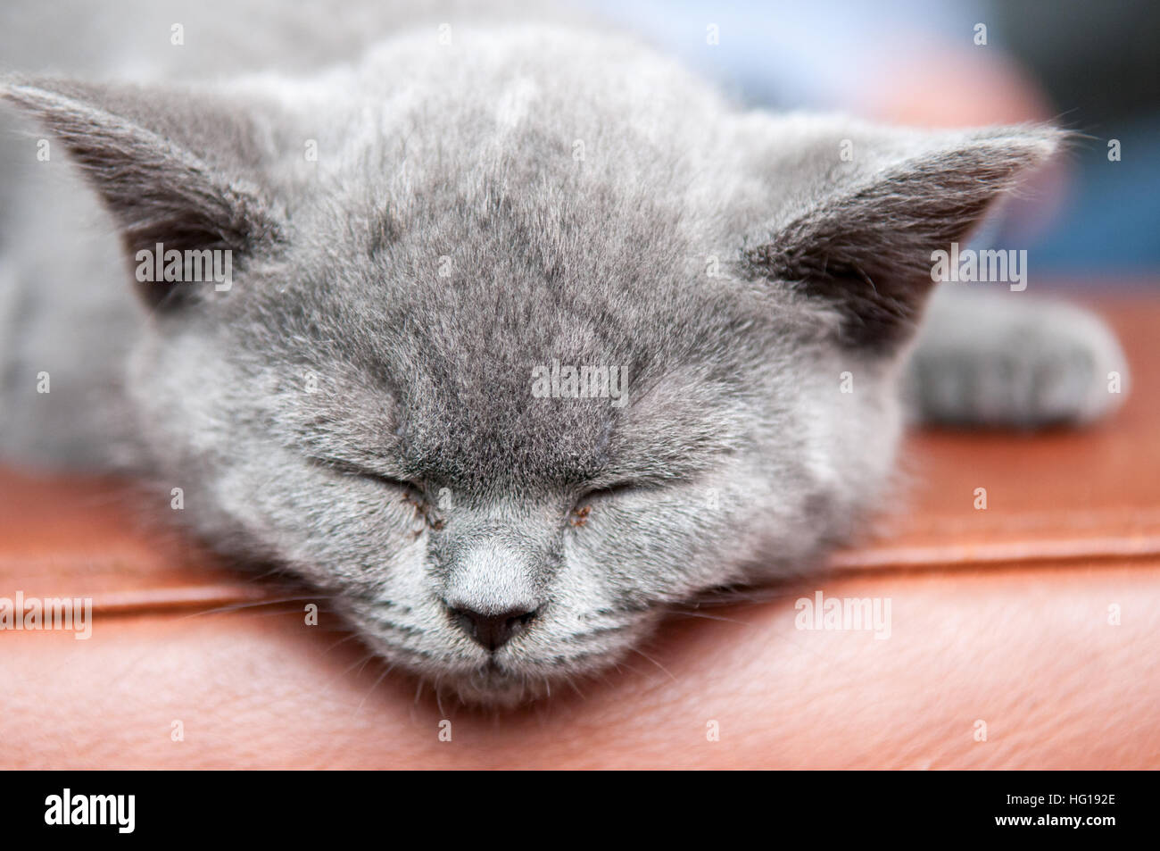 Carino gattino a pelo di distensione e di riposo, animale felino Foto Stock