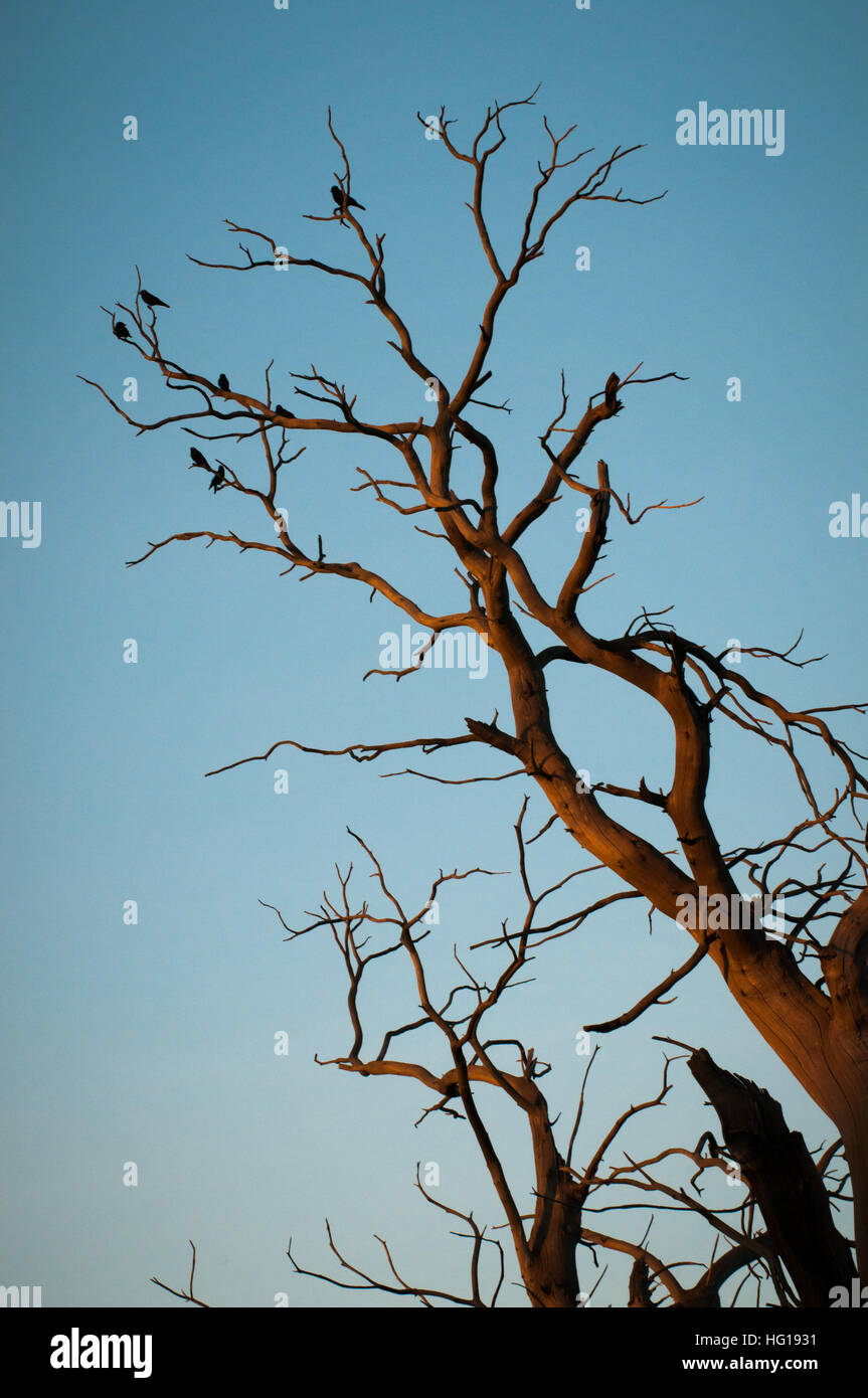 Uccelli in un albero raccolti su di un ramo Foto Stock