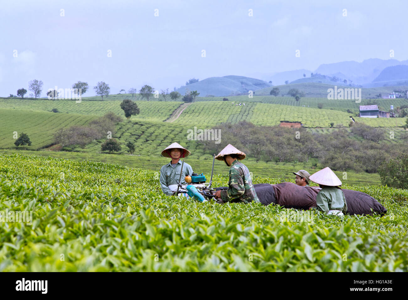 Il tè verde raccolto, lavoratori meccanico operativo tea harvester. Foto Stock