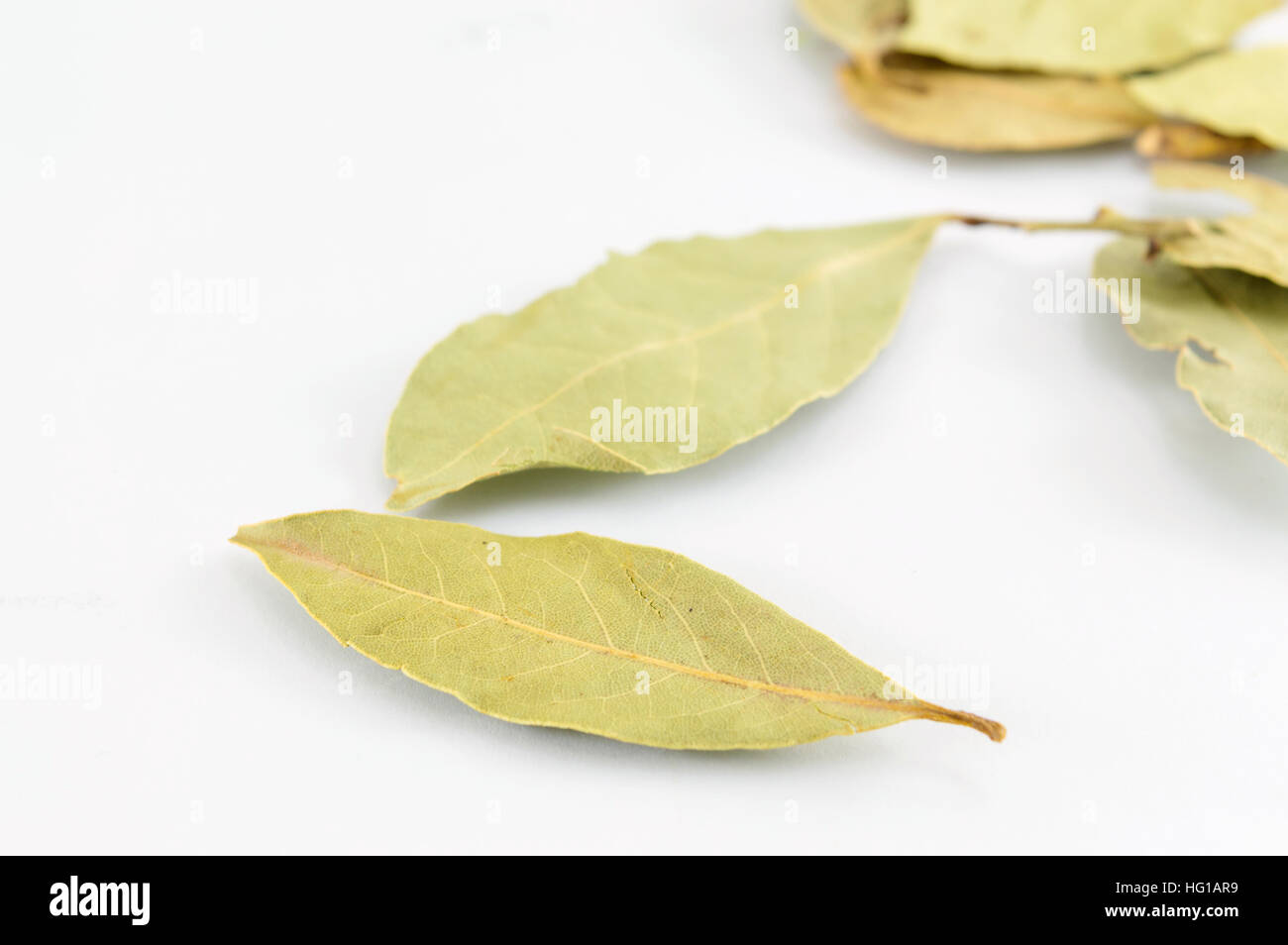 Baia Verde foglie bianco sul tavolo di legno Foto Stock