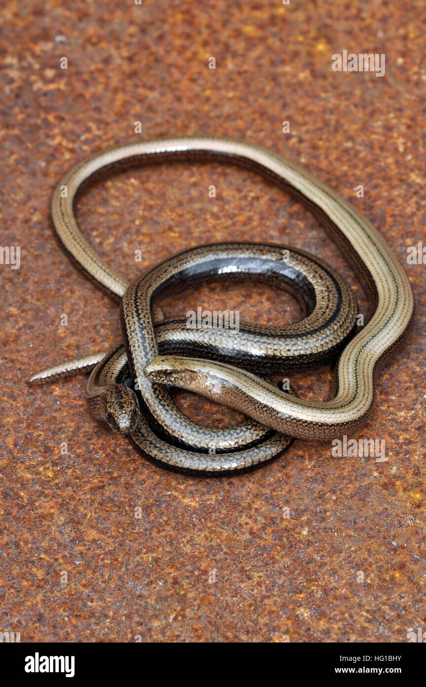 Slow-worm (Anguis fragilis) maschio e femmina Foto Stock