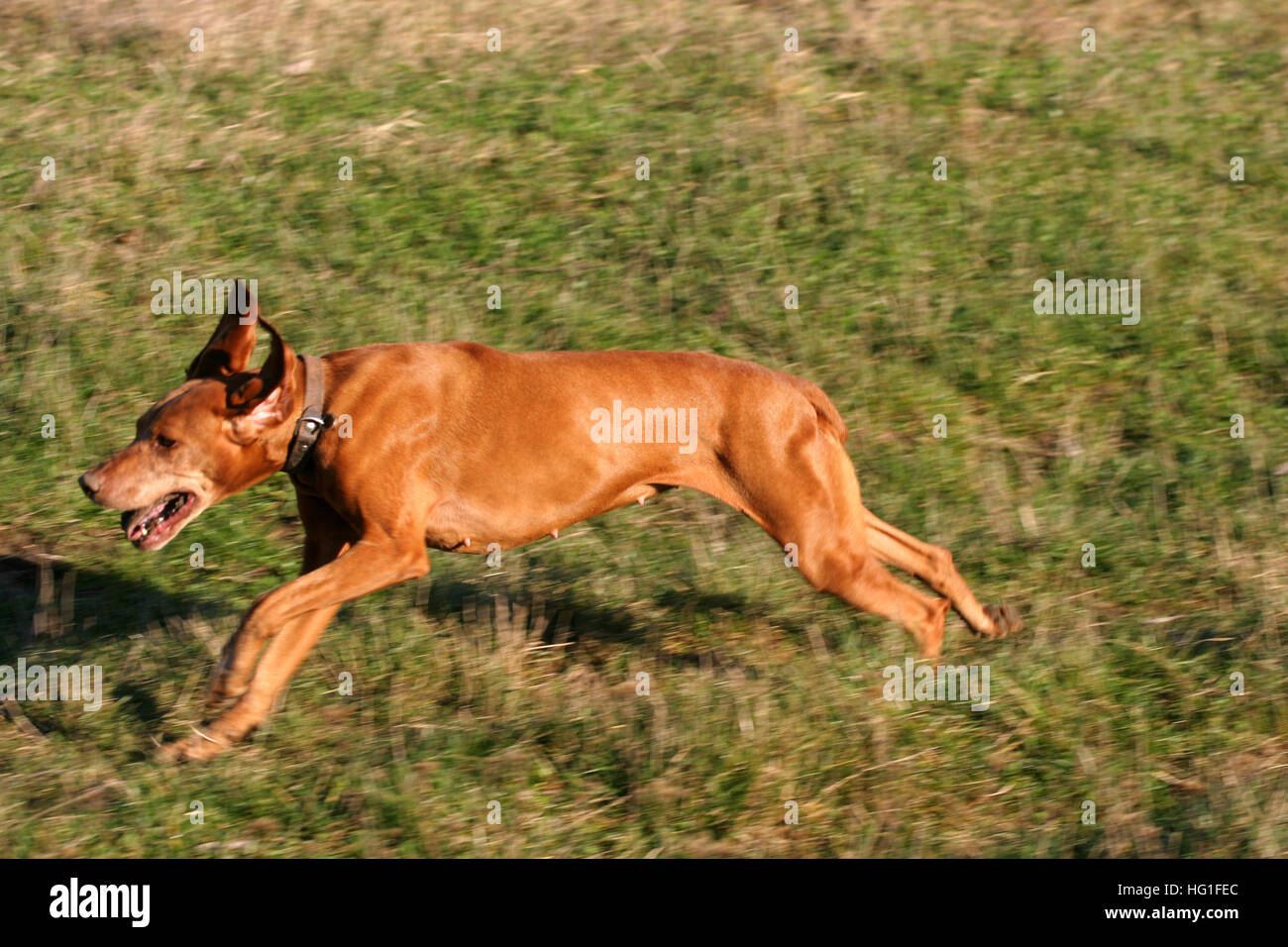 Bellissima femmina vizsla ungherese cane che corre attraverso il pascolo Foto Stock