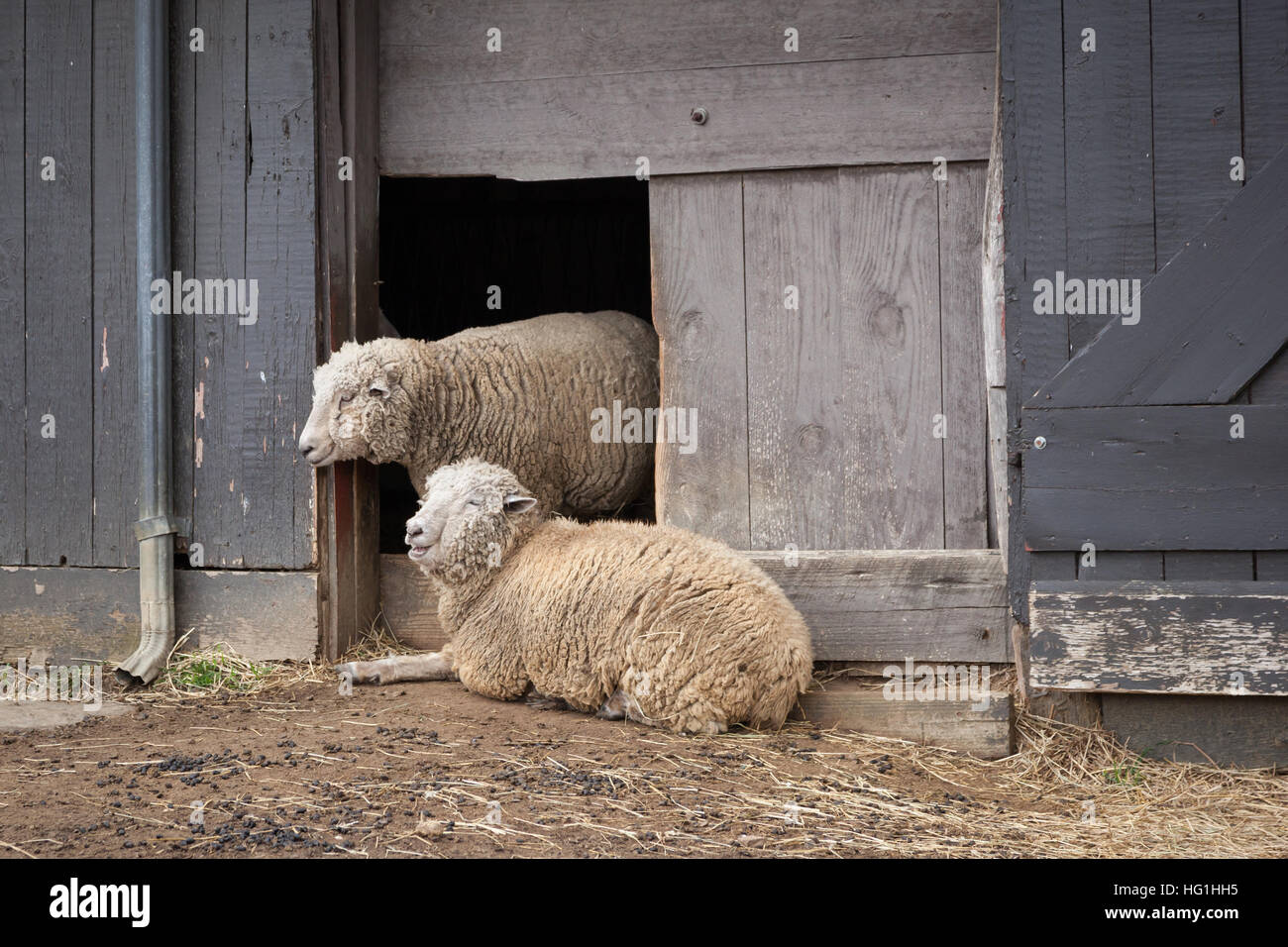 Pecore stabilire al di fuori della loro granaio su una giornata di primavera. Foto Stock