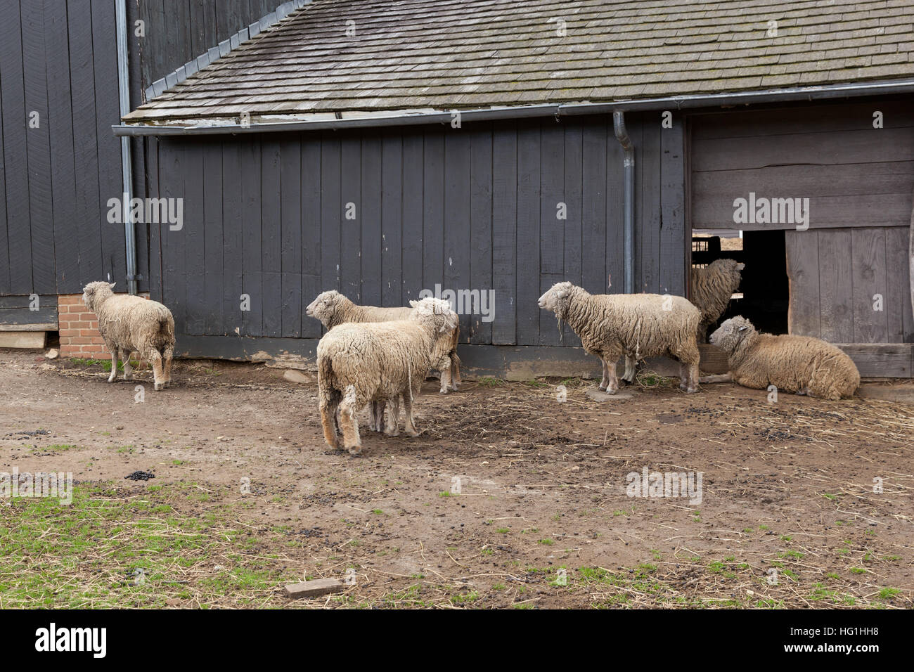 Pecore a piedi intorno al di fuori della loro granaio. Foto Stock