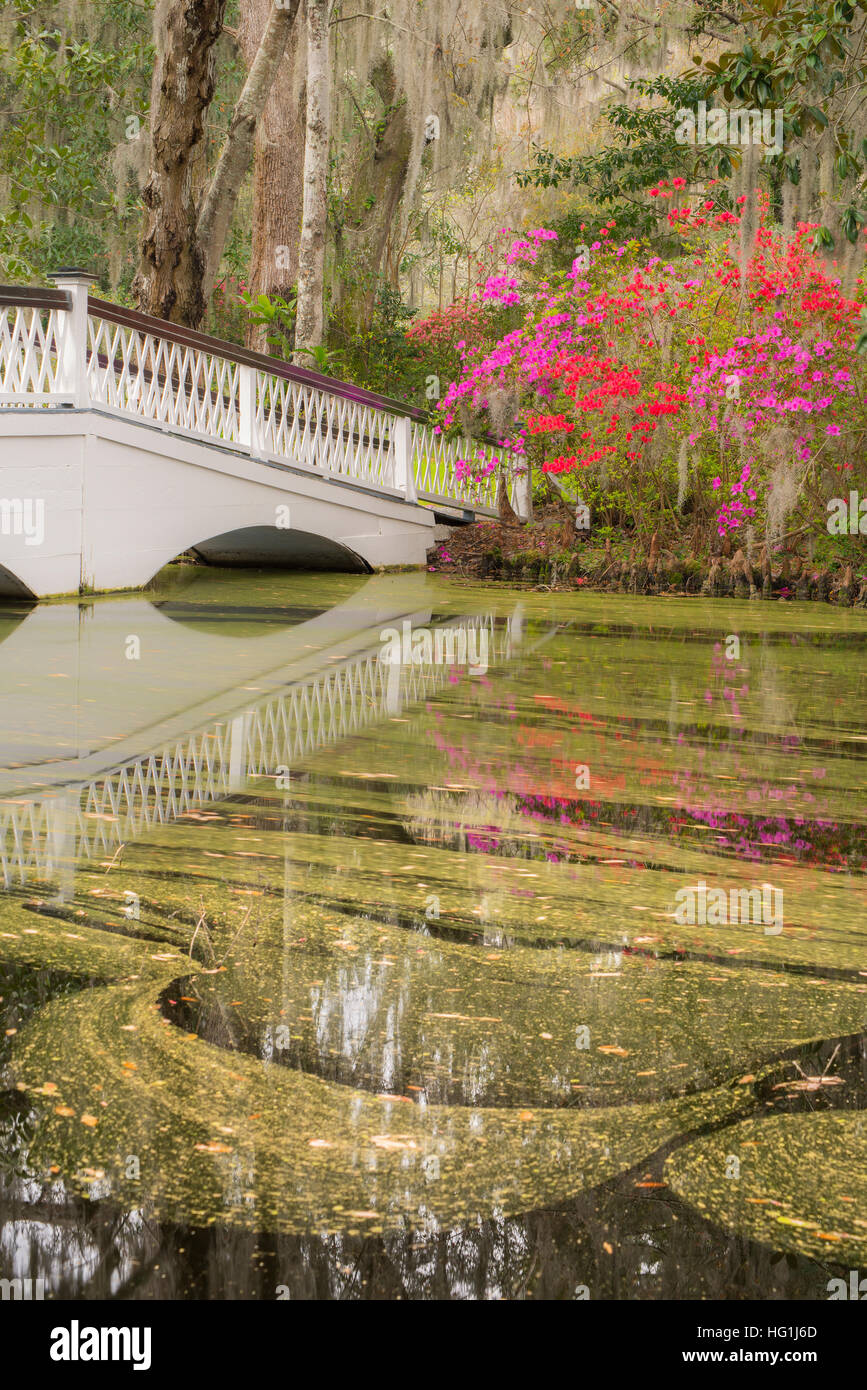 Fioritura azalee, molla, Ponte di Magnolia Plantation, Carolina del Sud e Stati Uniti d'America Foto Stock