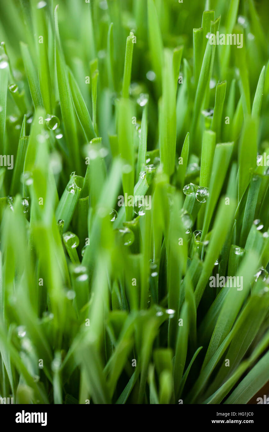 Colore verde brillante erba di frumento con piccole goccioline di acqua Foto Stock
