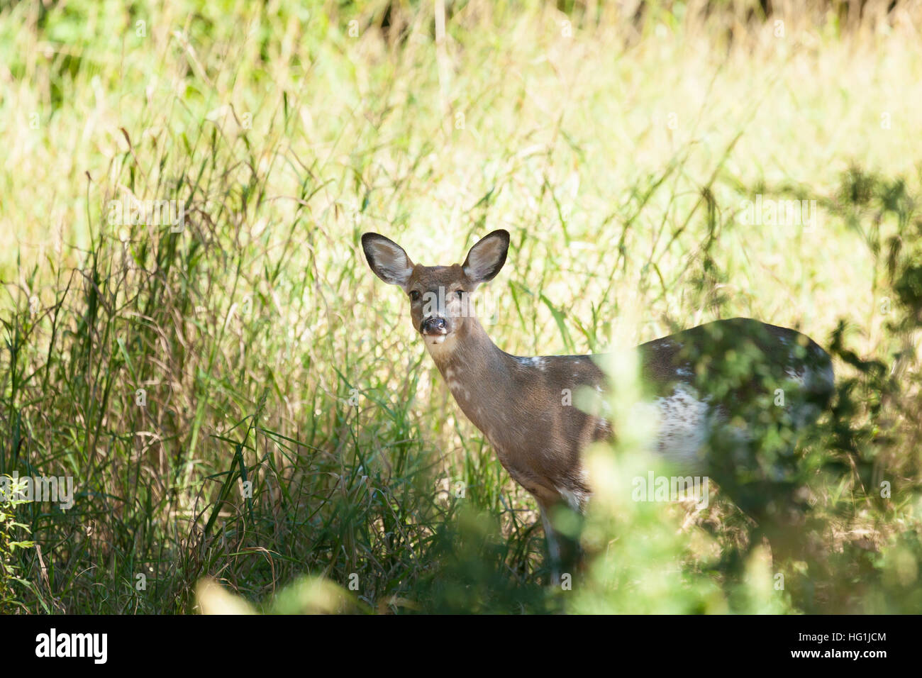 Un pezzati Whitetailed fulvo maschio nel bosco Foto Stock