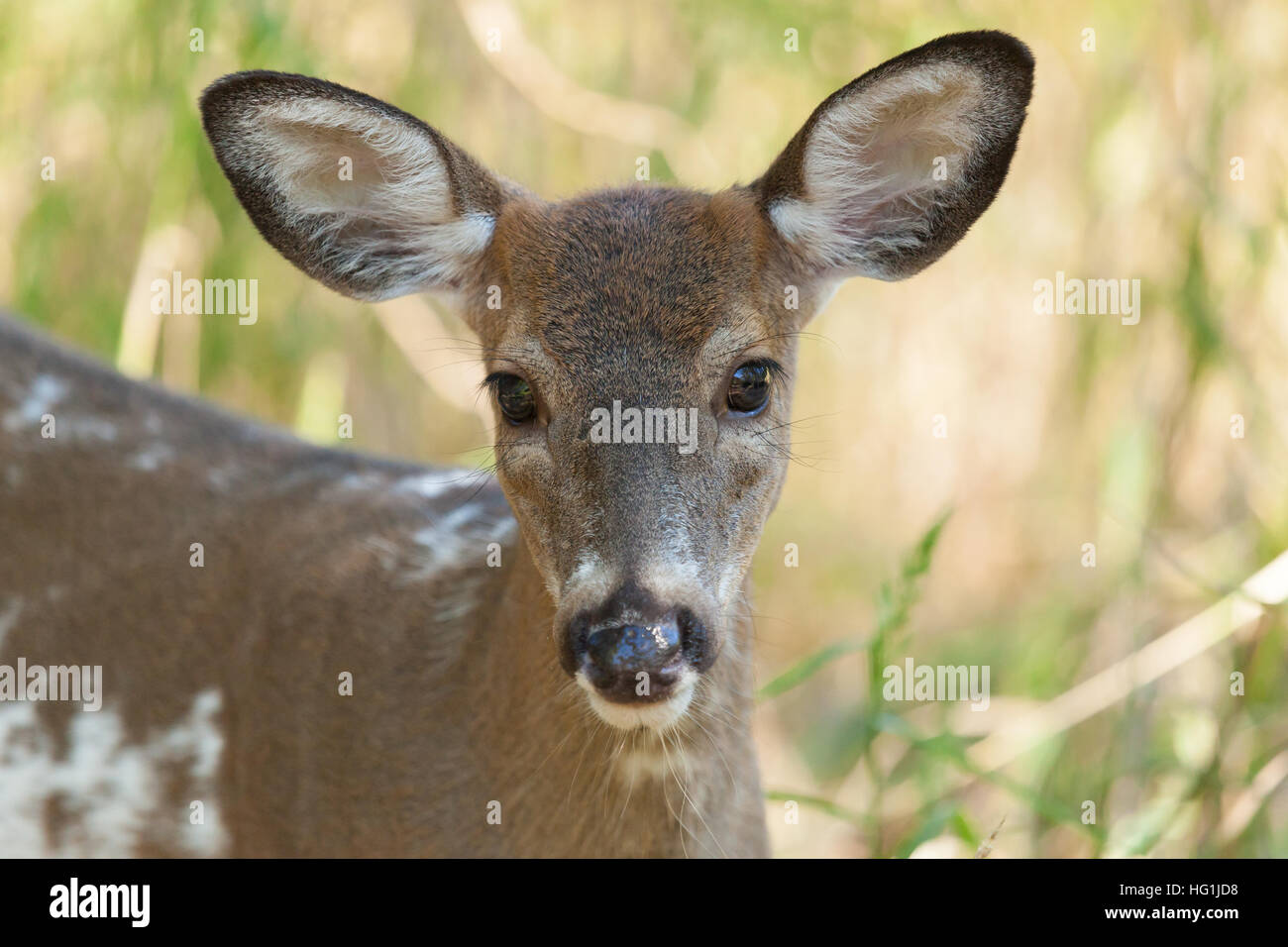 Un pezzati bianco-tailed maschio fulvo nel bosco Foto Stock