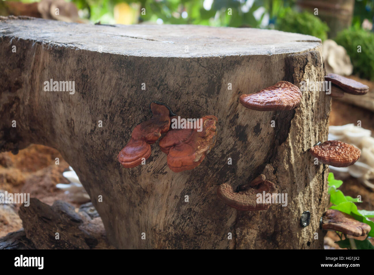 Fresco di fungo reishi per visualizzare, stock photo Foto Stock