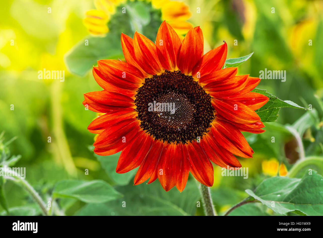 Red girasoli coltivati in campo agricolo Foto Stock