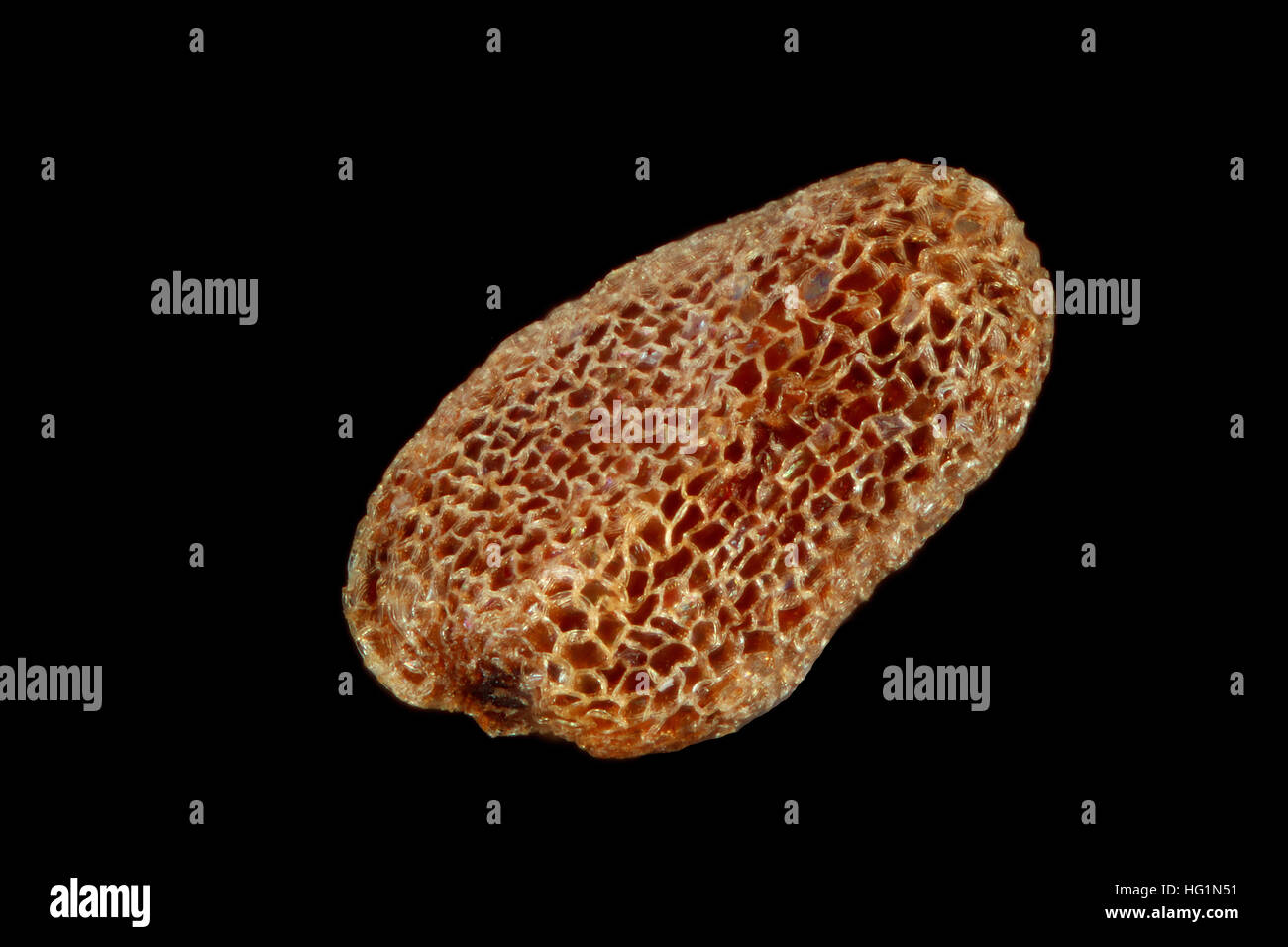 Digitalis lanata, lanosi foxglove, Wolliger Fingerhut, sementi, vicino, della dimensione del seme 1 mm Foto Stock