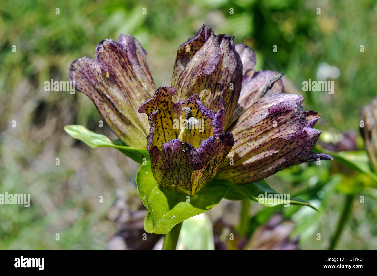 Avvistati i fiori di un genziana Foto Stock