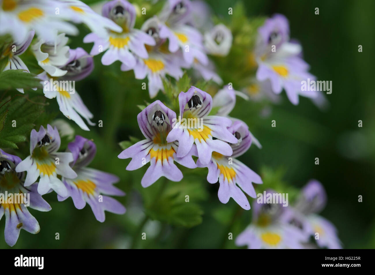Euphrasia rostkoviana subsp. rostkoviana Foto Stock