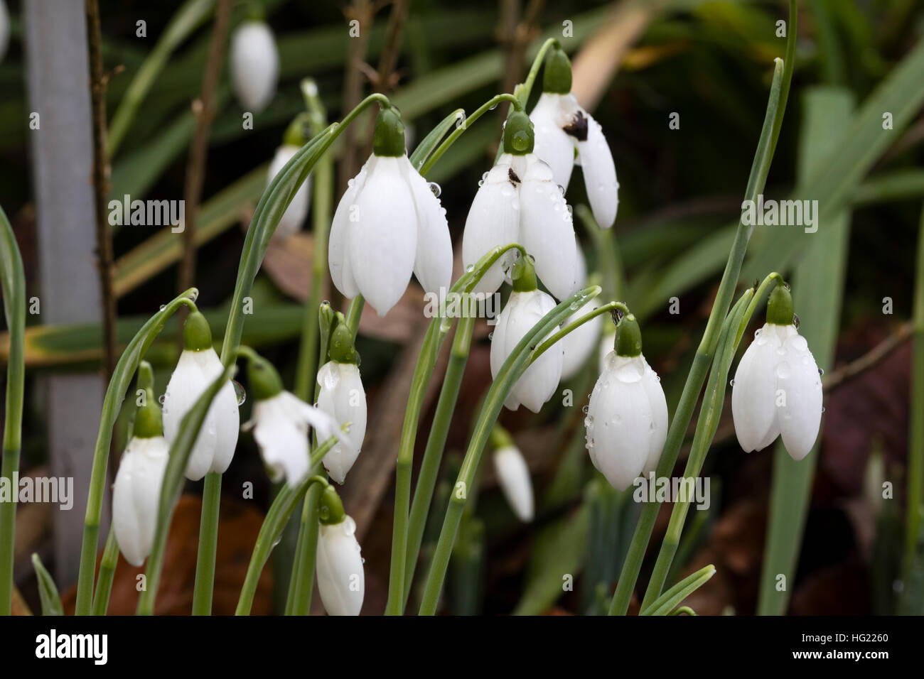 Verso la fine di dicembre fiori del gigante snowdrop, Galanthus elwesii 'Mrs McNamara' Foto Stock