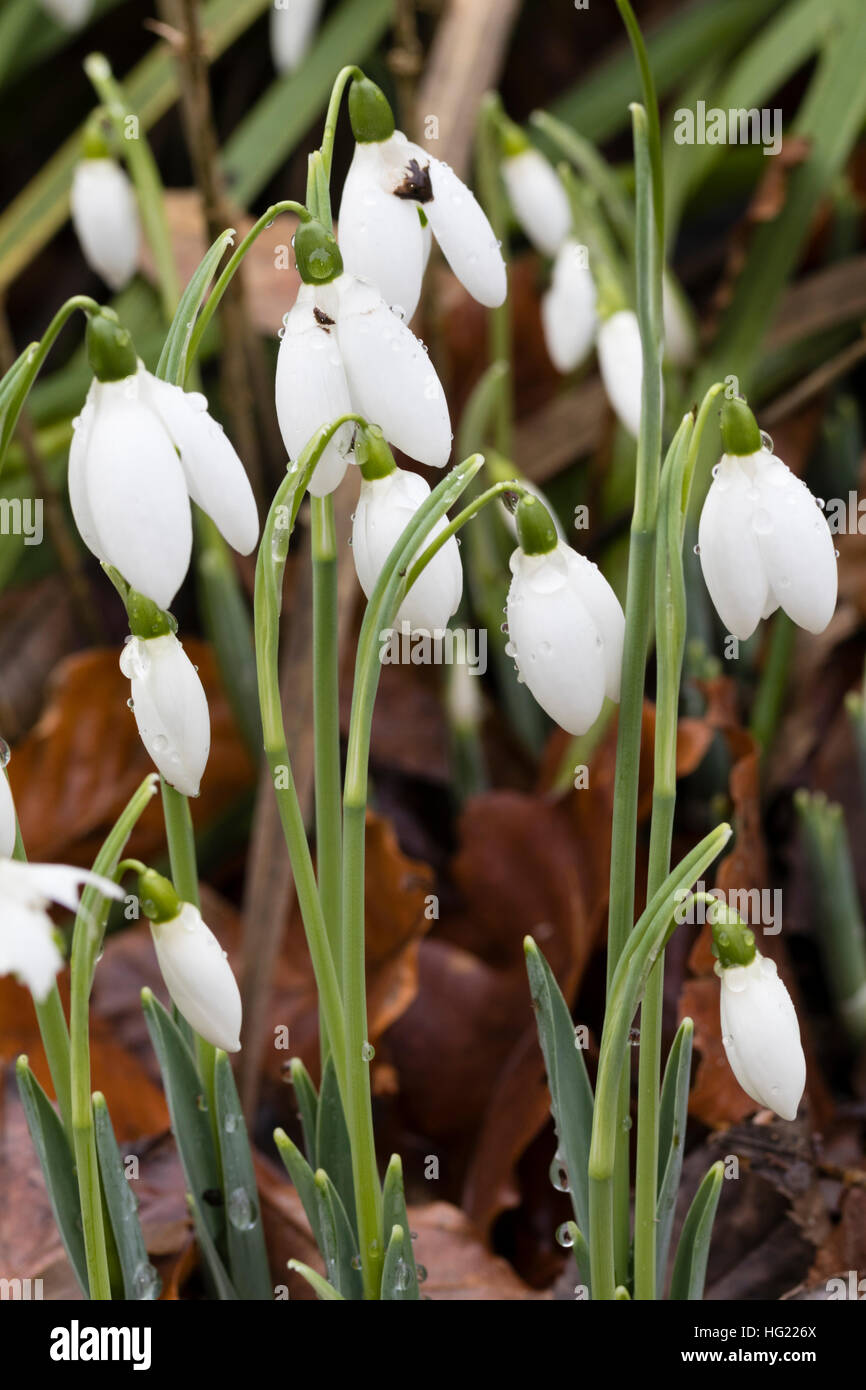 Verso la fine di dicembre fiori del gigante snowdrop, Galanthus elwesii 'Mrs McNamara' Foto Stock