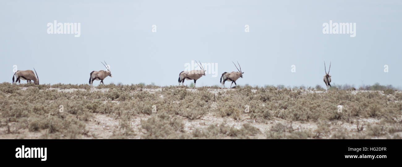 Gruppo di oryxes in Africa Foto Stock