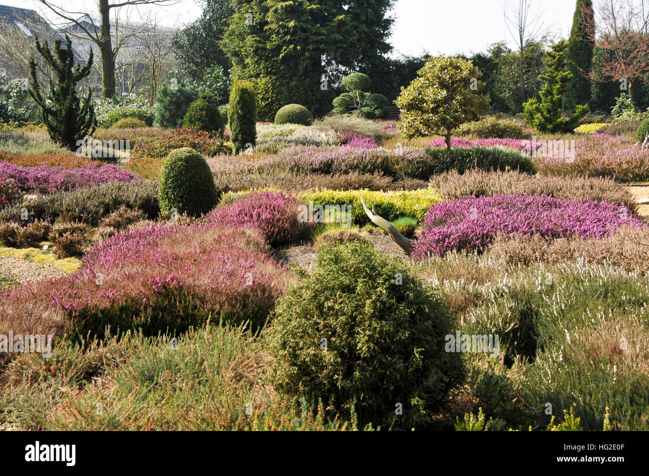Grande giardino di erica con la fioritura eriche e conifere Foto Stock