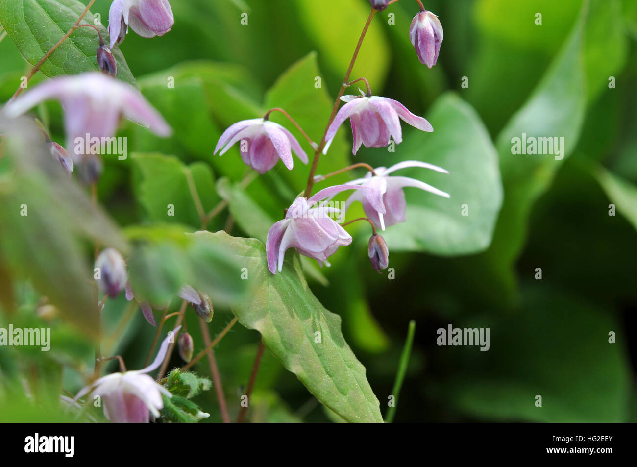 X Epimedium youngianum 'Roseum' Foto Stock