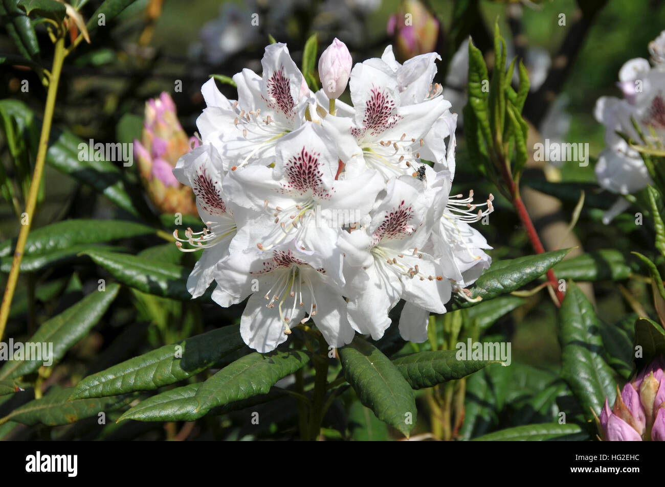Rhododendron annae Foto Stock