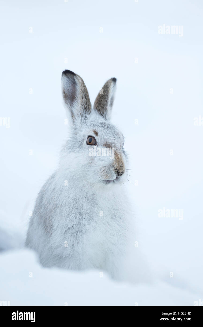 Mountain lepre (Lepus timidus) seduto a neve Foto Stock