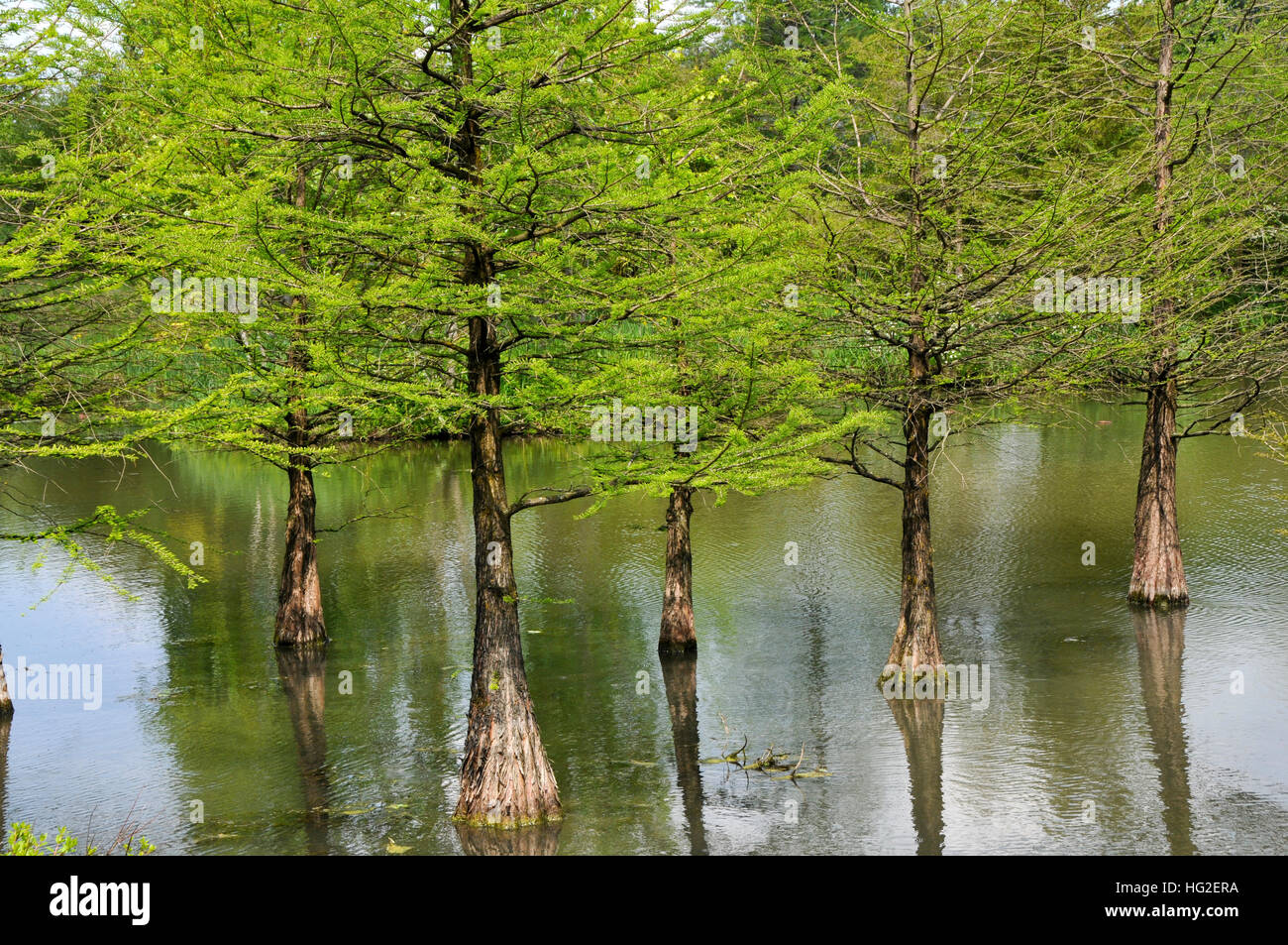 Taxodium distichum crescendo in un lago Foto Stock