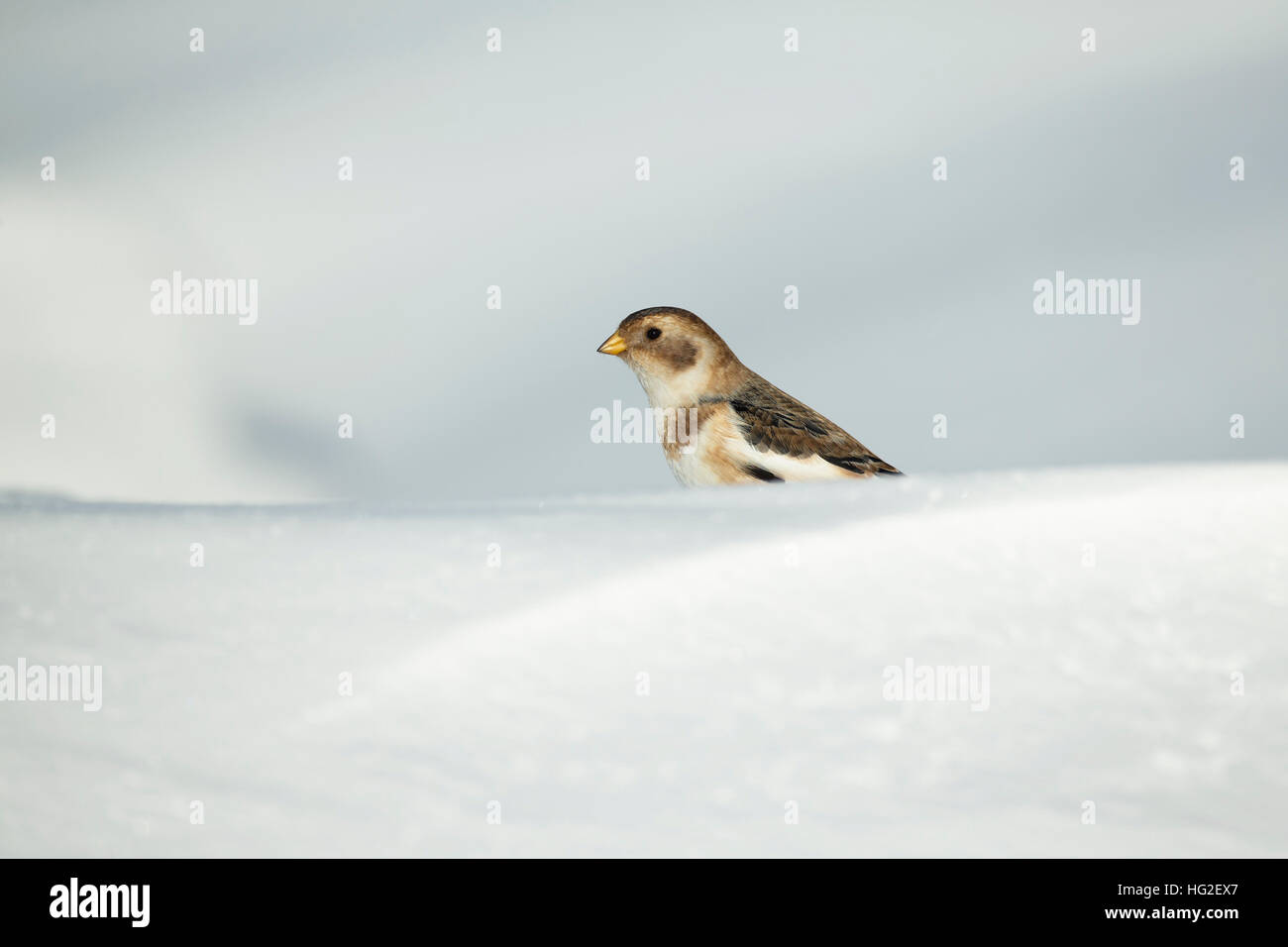 Snow Bunting (Plectrophenax nivalis) nella neve alla ricerca di cibo durante il periodo invernale Foto Stock