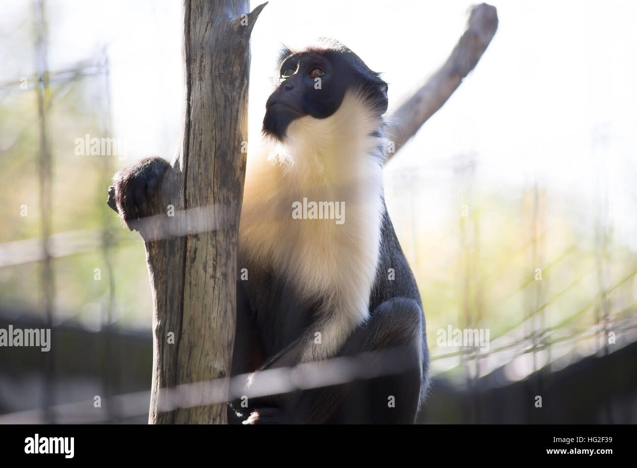 Diana monkey guenon sale su un albero Foto Stock