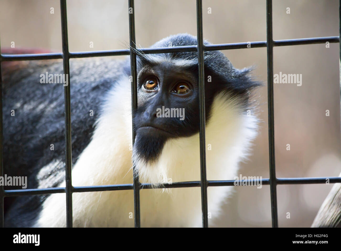 Diana monkey guenon guardando attraverso le sbarre di una gabbia Foto Stock