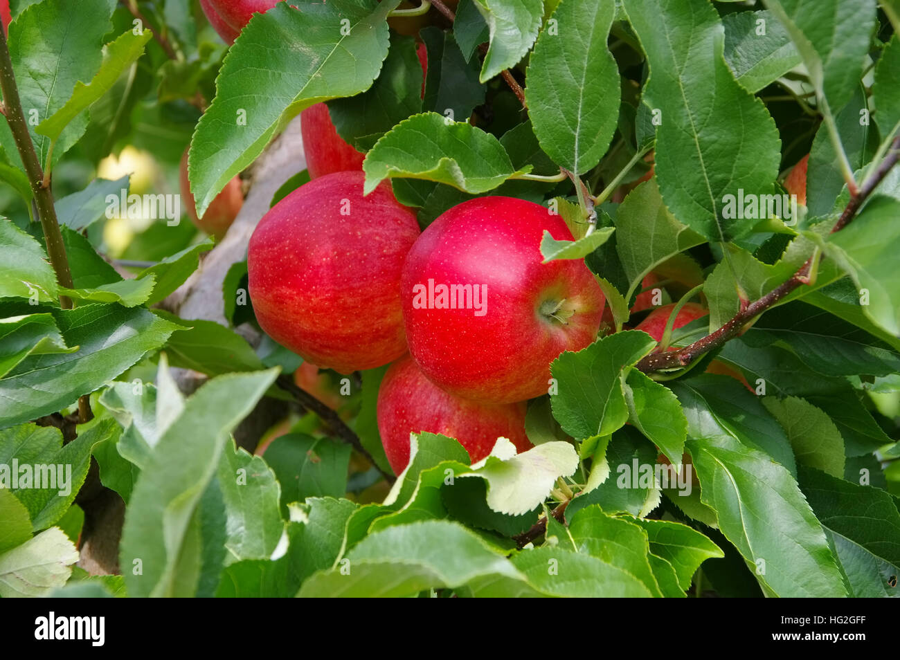 Rote Äpfel am Baum - Mele rosse su albero in autunno Foto Stock