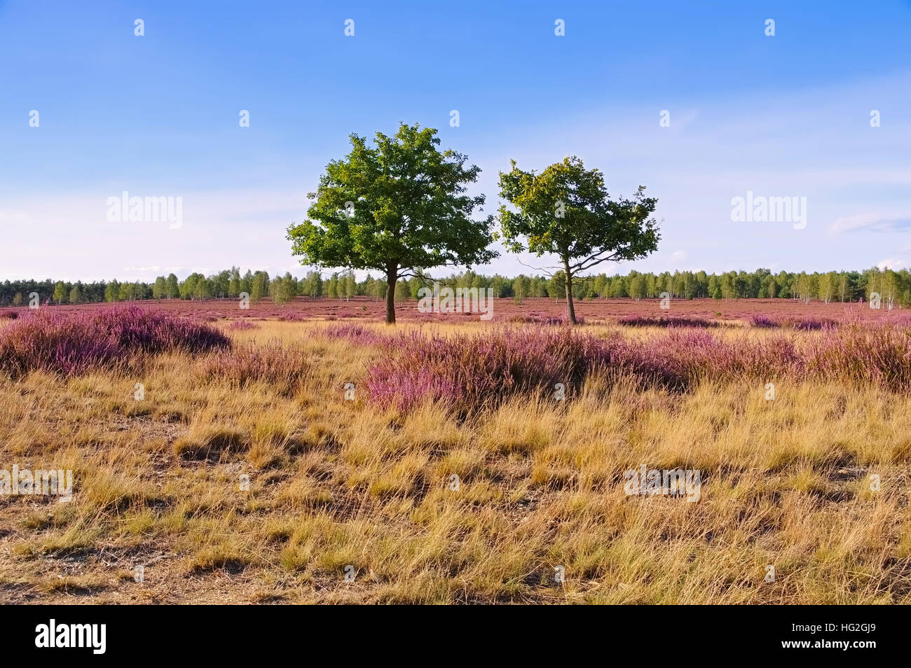 Blühende Heidelandschaft im Spätsommer - Heath paesaggio con la fioritura Erica Calluna vulgaris Foto Stock