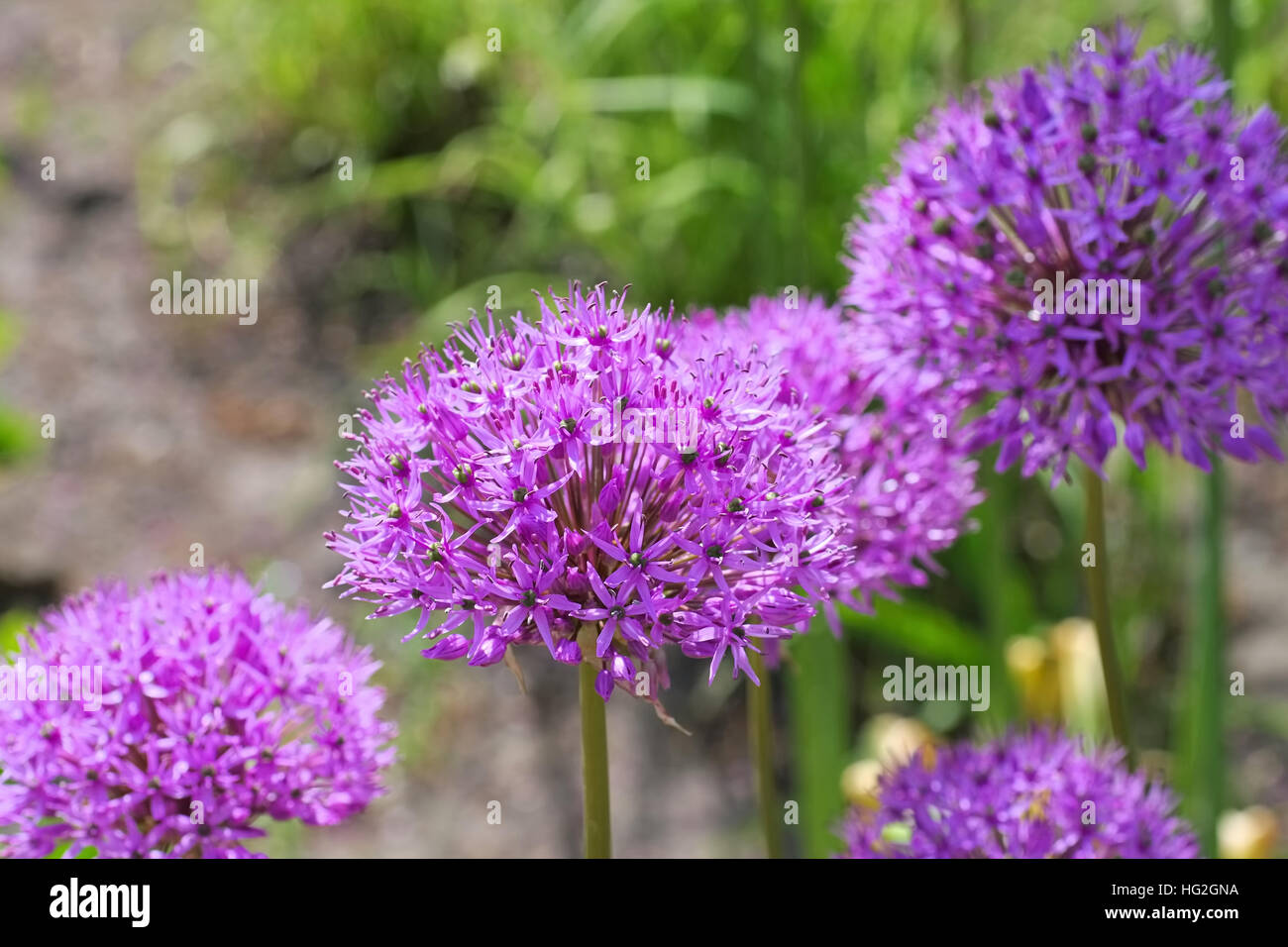 Zierlauch , lila Blumen im Garten - cipolla ornamentale Allium, viola le sfere di fiore in giardino Foto Stock