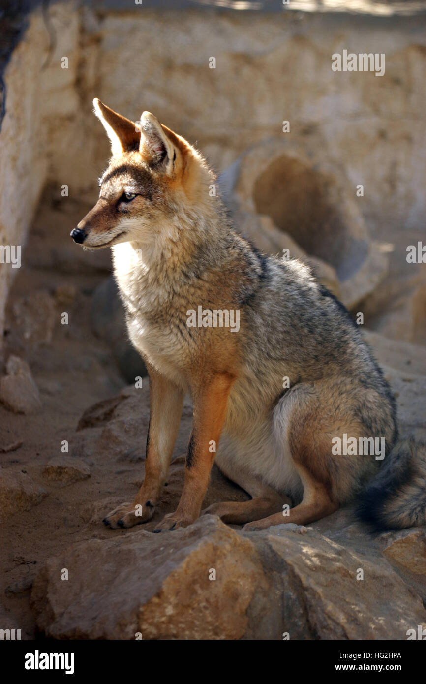 Colore rosso volpe del deserto con le orecchie grandi Foto Stock