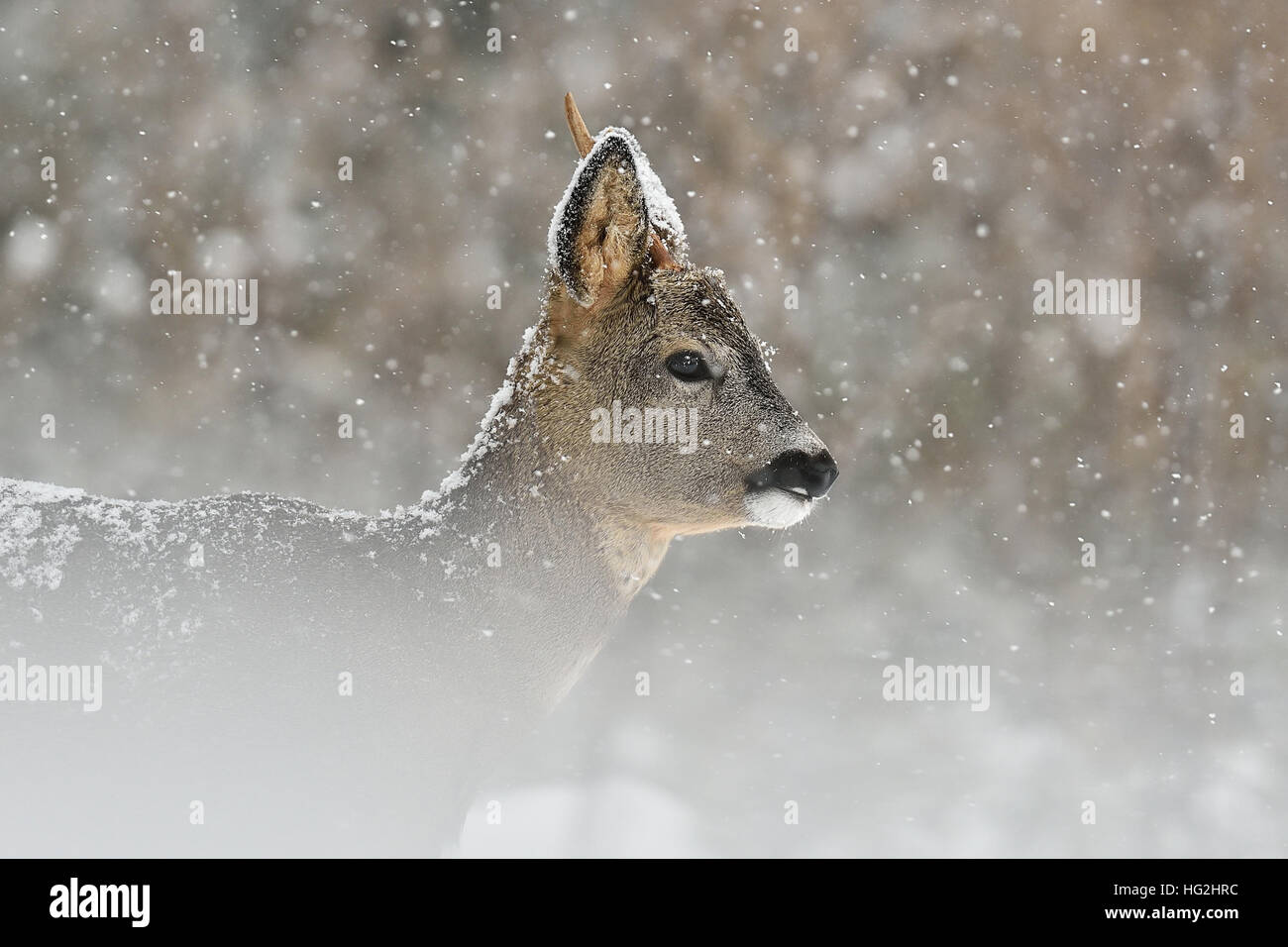 Capriolo in nevicate in inverno Foto Stock