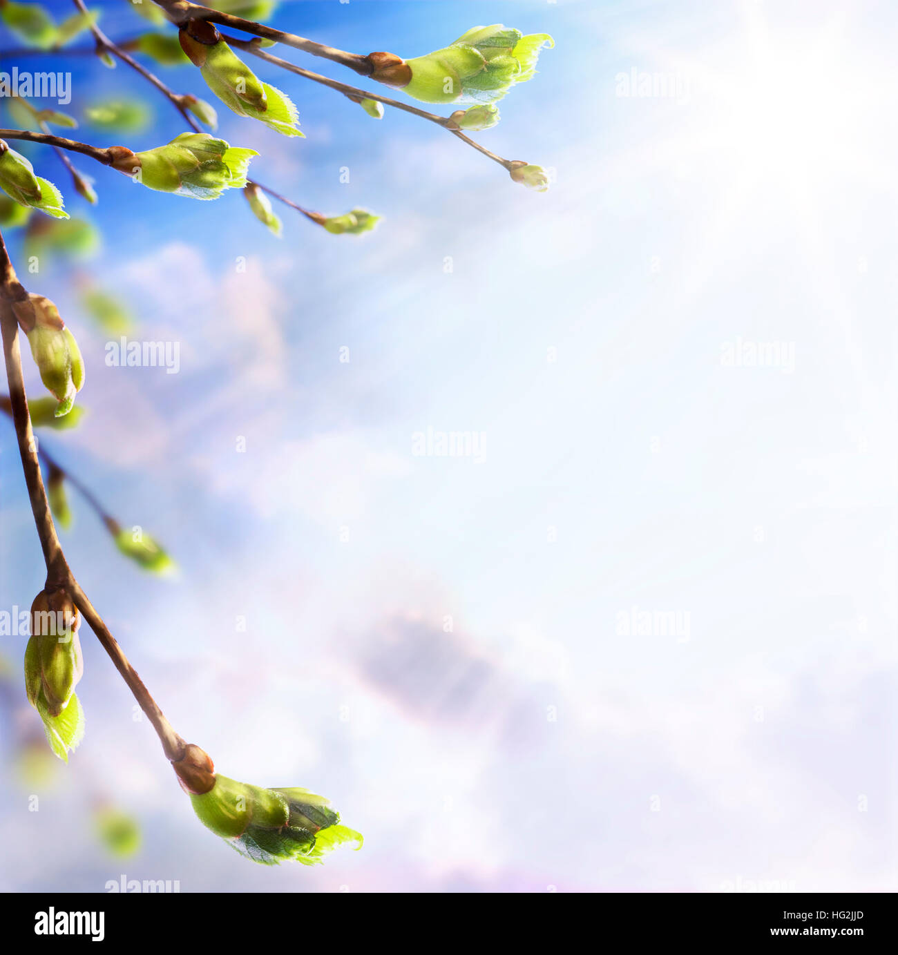 Natura easters sfondo delle giovani foglie a molla Foto Stock