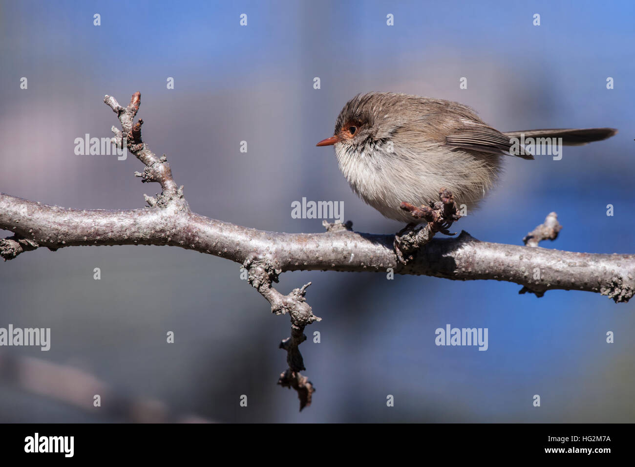 Femmina fata superba Wren Foto Stock