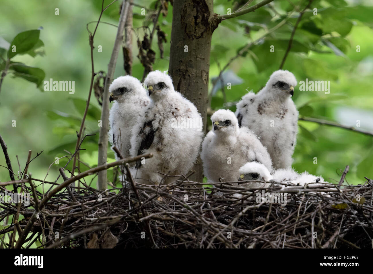 Sparviero ( Accipiter nisus ), giovani pulcini, seduti nei loro nido, nido d'aquila, speranzoso a guardare in attesa di cibo, la fauna selvatica, Germania. Foto Stock
