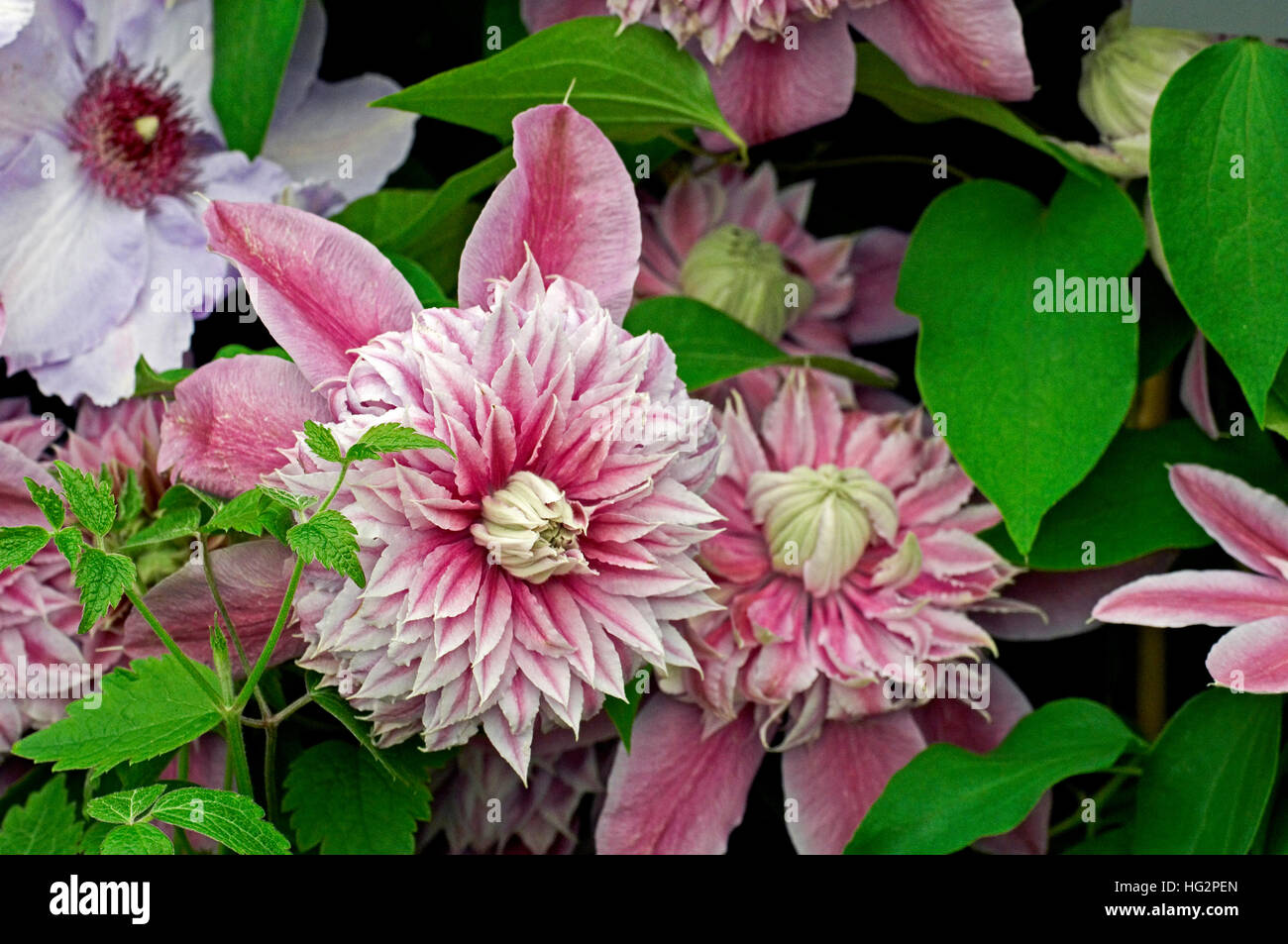 La clematide " Josephine' fioritura in un giardino cottage Foto Stock