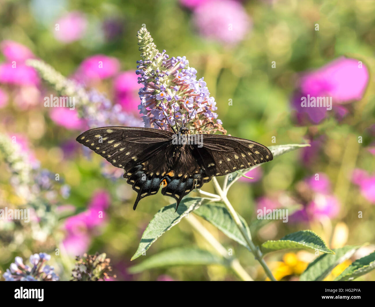 Tigre orientale a coda di rondine, Papilio glaucus è una specie di farfalla a coda di rondine nativa per Nord America orientale Foto Stock