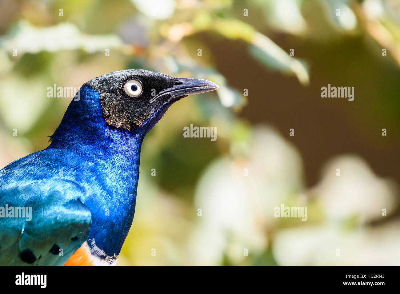 Superba Starling (Lamprotornis Superbus) Bird Foto Stock