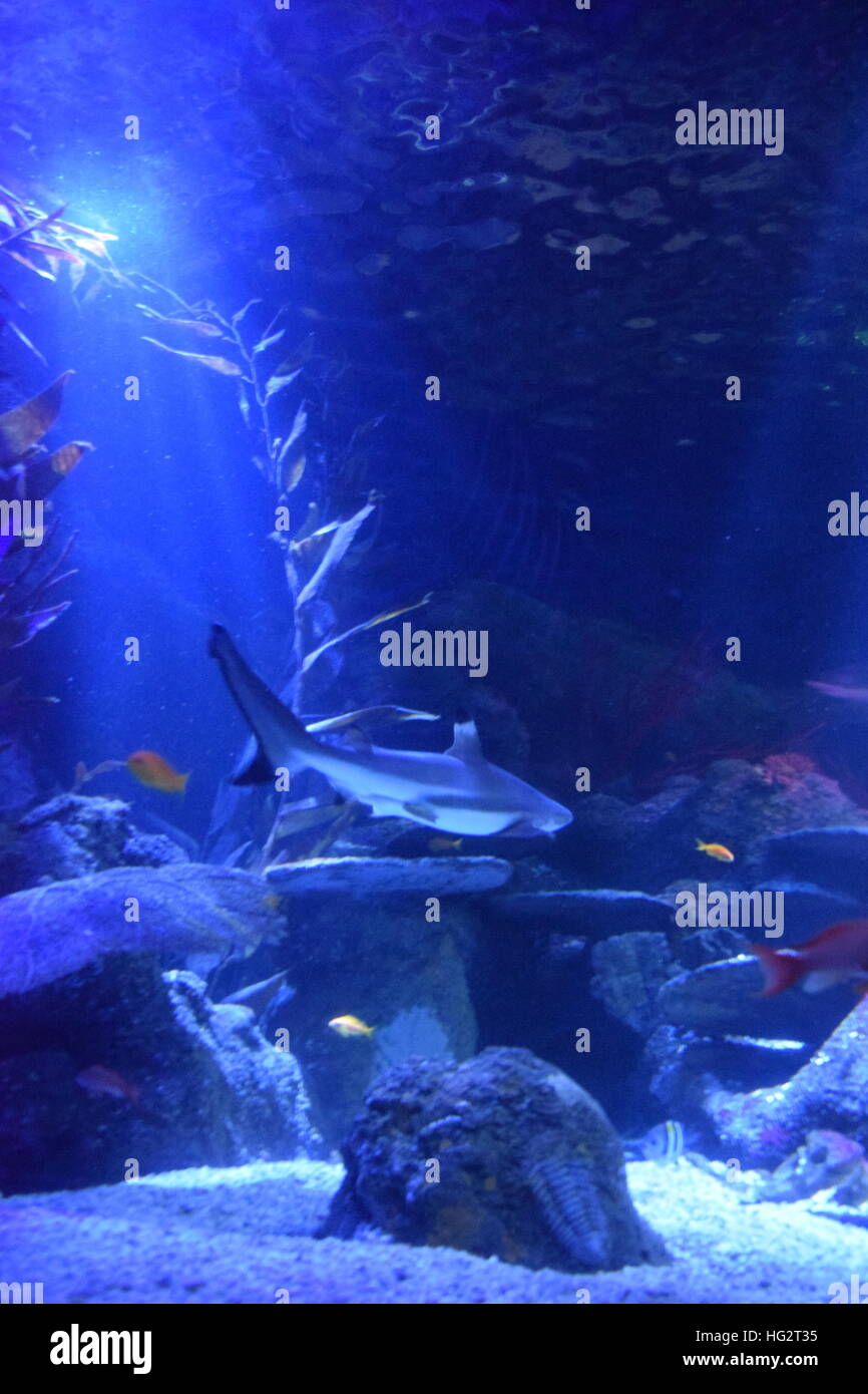 squalo Foto Stock