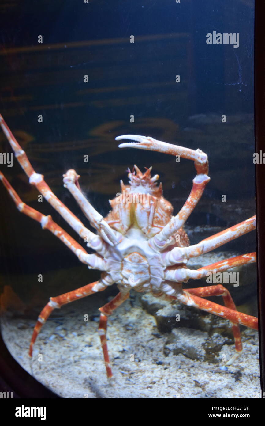 Gru a benna gigante Foto Stock