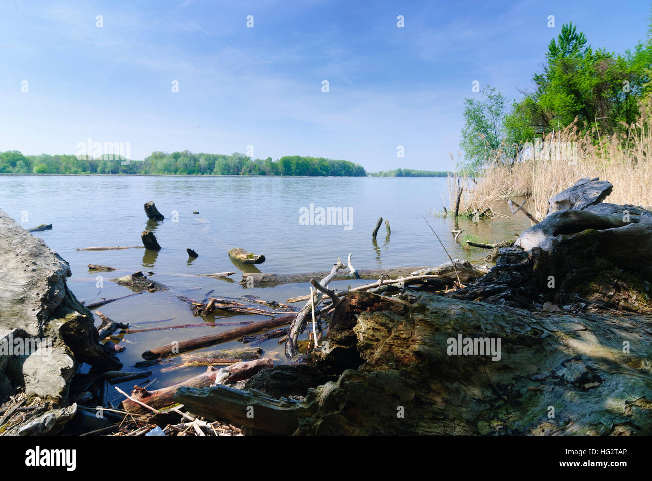 Bratislava (Pressburg): zone umide del Danubio, , , la Slovacchia Foto Stock