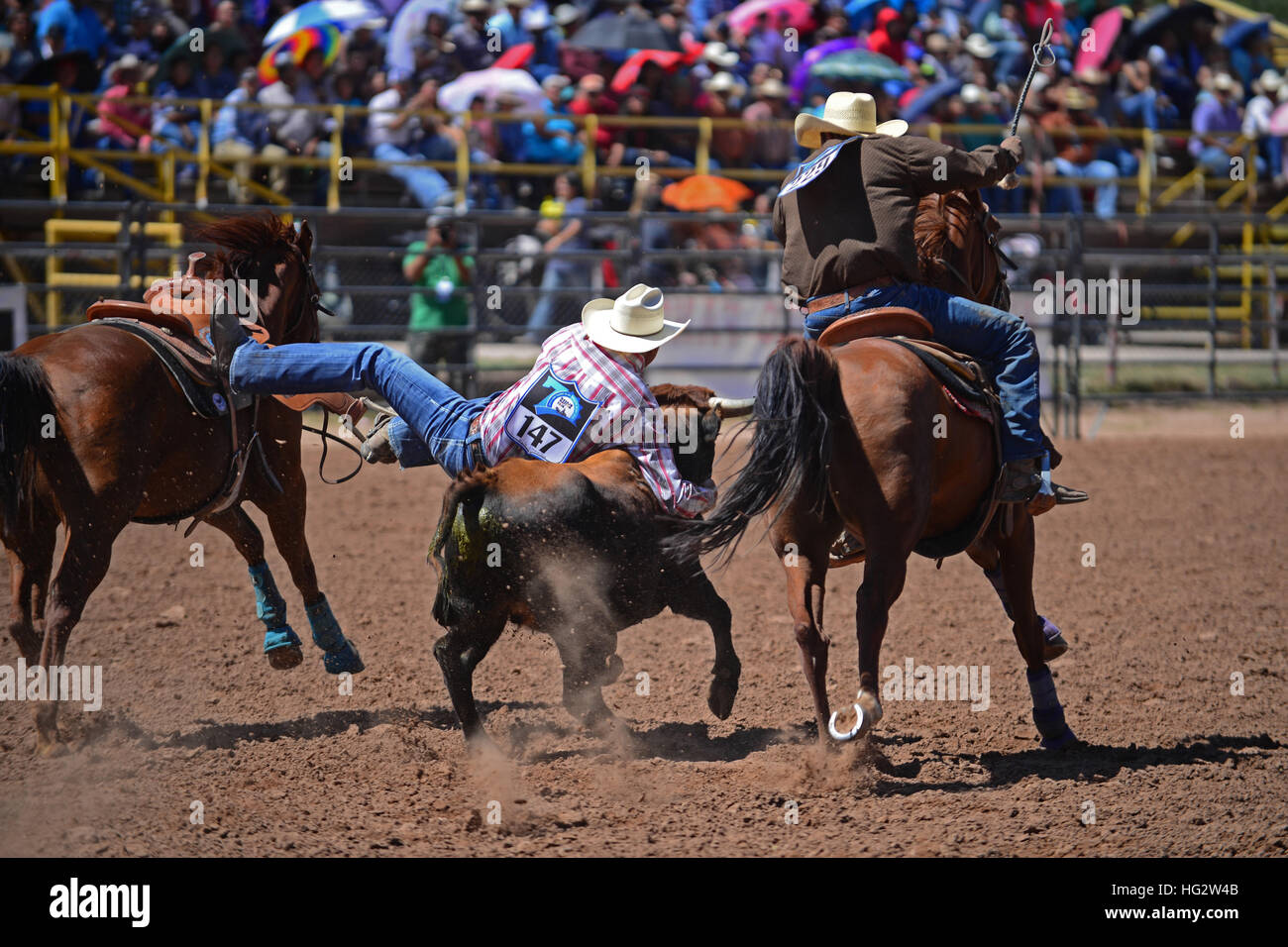 Rodeo concorrenza durante la Navajo Nation Fair, rinomata in tutto il mondo come evento che mette in mostra l'agricoltura Navajo, belle arti e mestieri, con la promozione e pr Foto Stock