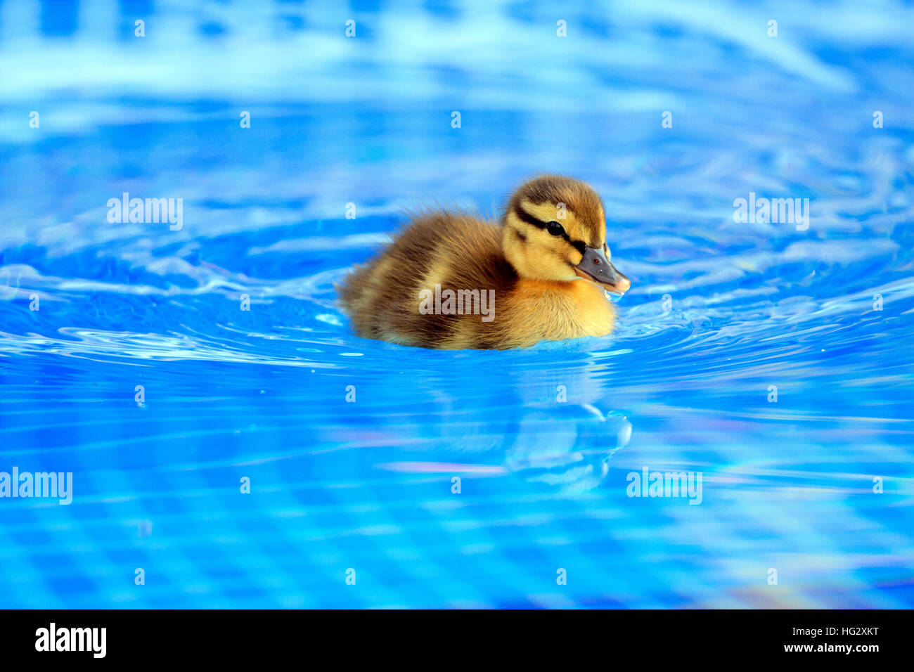 Una piccola fluffy mallard chick nuoto su blu (piscina esterna di acqua. Buona immagine del calendario. Foto Stock
