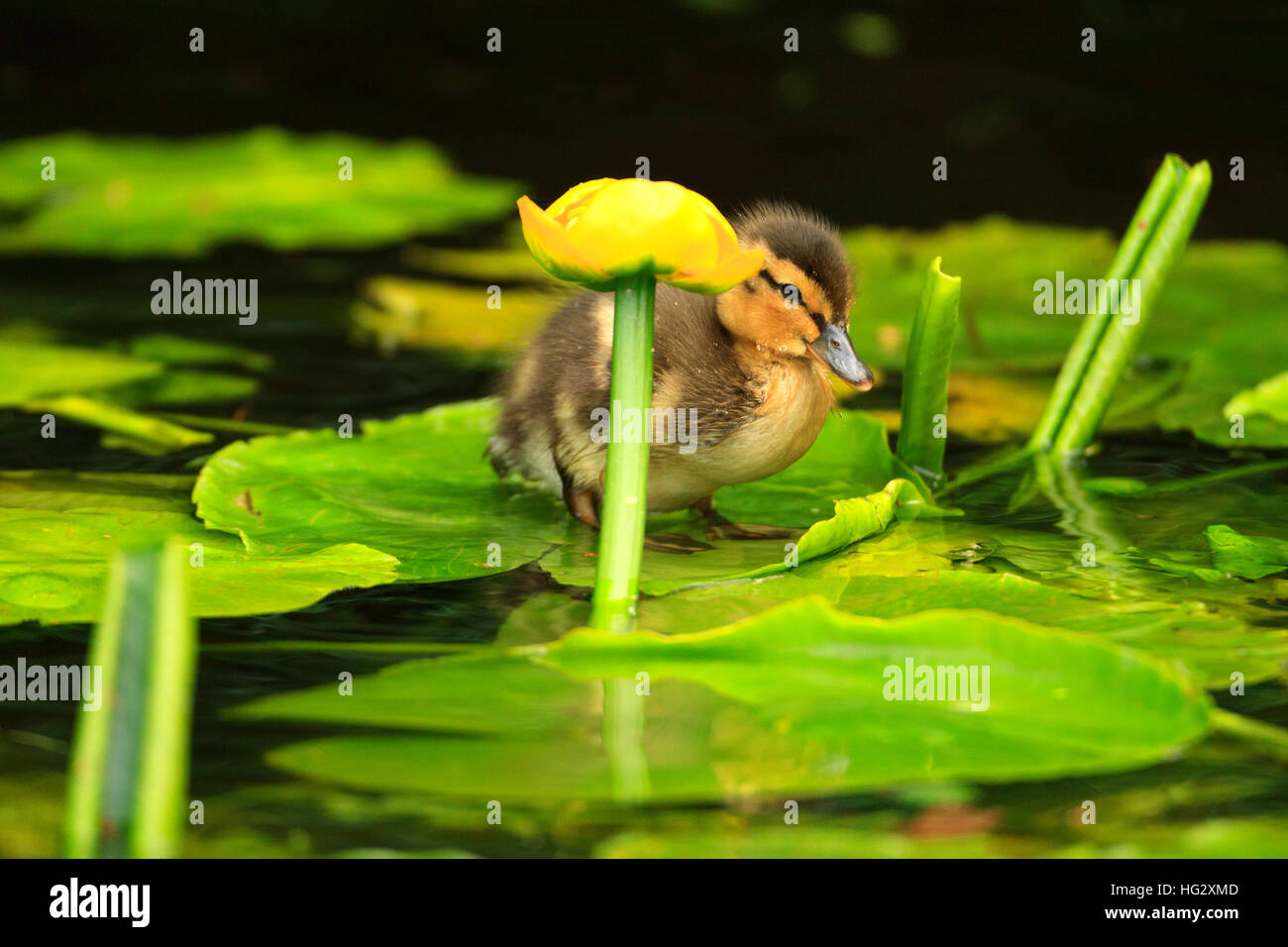 Molto giovane soffici e anatroccolo curioso ad esplorare il suo ambiente stagno. Buona immagine del calendario. Foto Stock